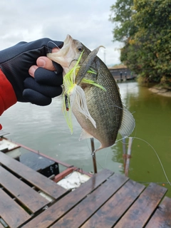 ブラックバスの釣果