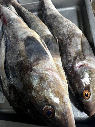 ホッケの釣果