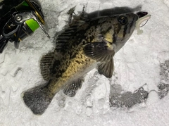 クロソイの釣果