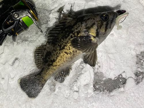 クロソイの釣果