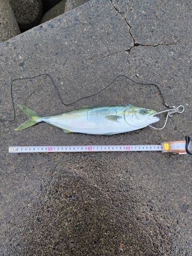 フクラギの釣果