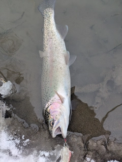 ニジマスの釣果