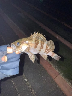 クロメバルの釣果