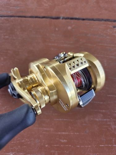 ジャイアントスネークヘッドの釣果