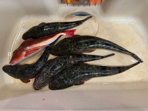 シロアマダイの釣果