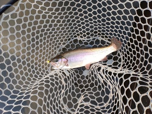 ニジマスの釣果