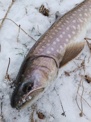 アメマスの釣果