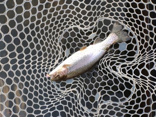 ニジマスの釣果