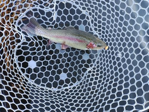 ニジマスの釣果