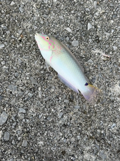 イラブチャーの釣果