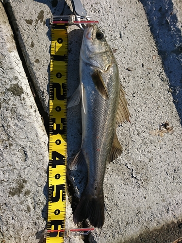 シーバスの釣果