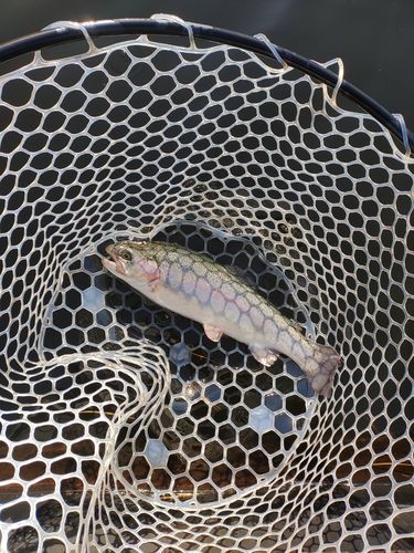 ニジマスの釣果