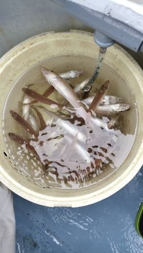 シロギスの釣果