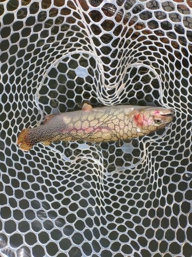 ニジマスの釣果