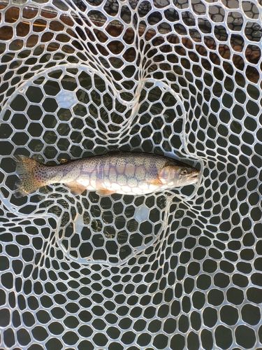 ニジマスの釣果