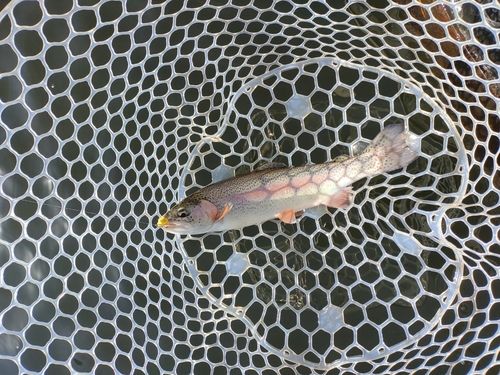 ニジマスの釣果