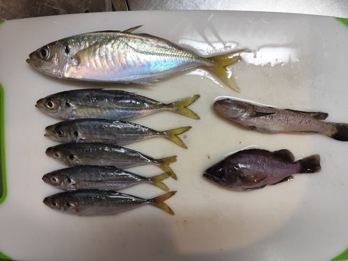 アジの釣果