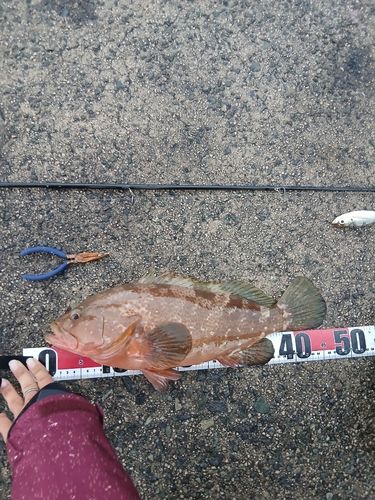 キジハタの釣果