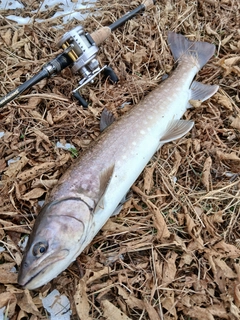 アメマスの釣果