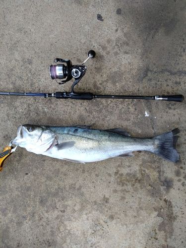 シーバスの釣果