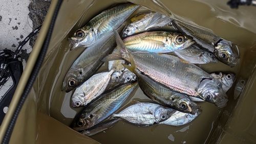 アジの釣果