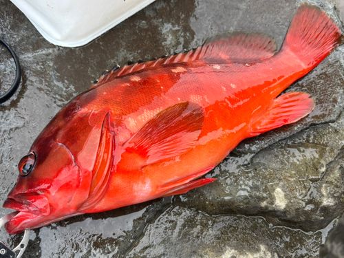 アカハタの釣果