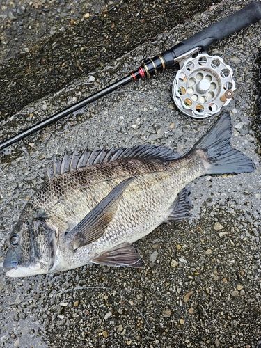 クロダイの釣果