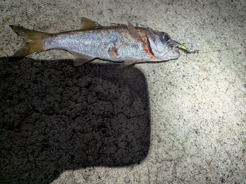 ムツの釣果