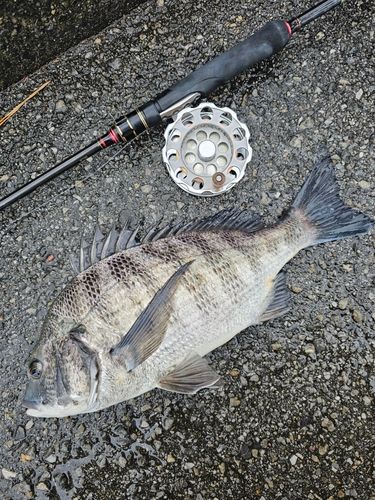 クロダイの釣果