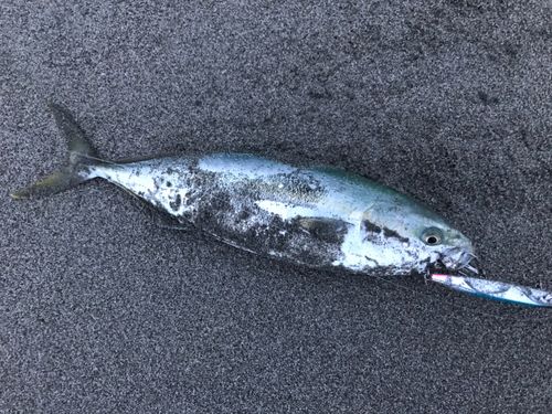 太田川河口（磐田）