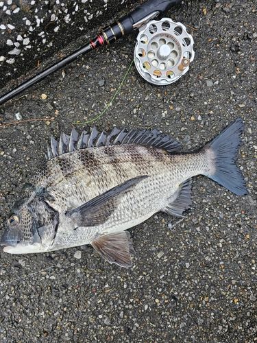 クロダイの釣果