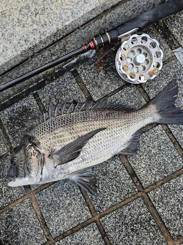 クロダイの釣果