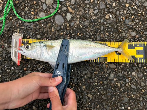 マサバの釣果