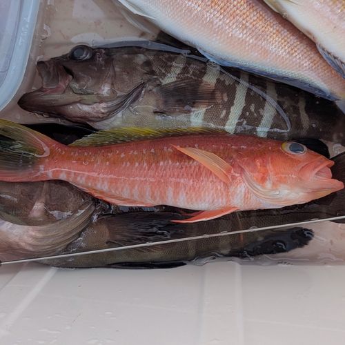 ヒメコダイの釣果