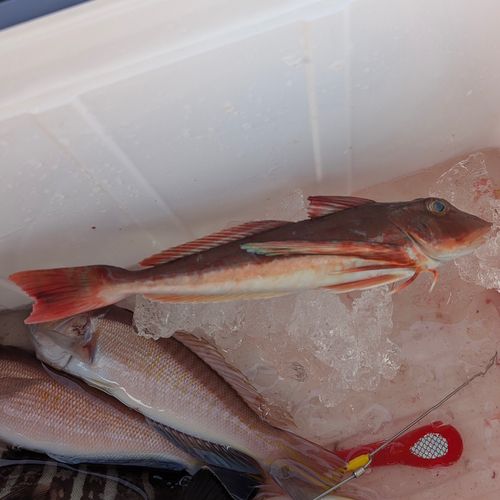 ホウボウの釣果