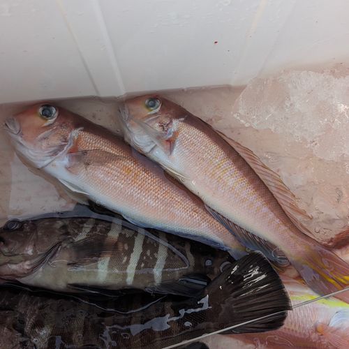 アカアマダイの釣果