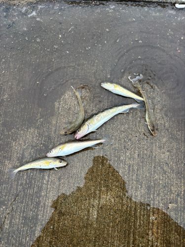 コマイの釣果