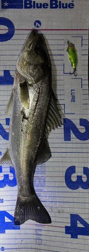 シーバスの釣果