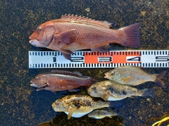 コブダイの釣果