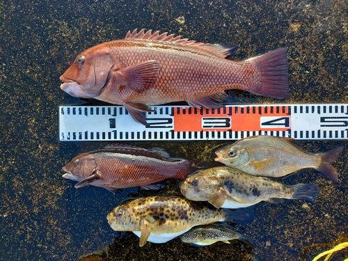 コブダイの釣果