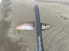 シロギスの釣果