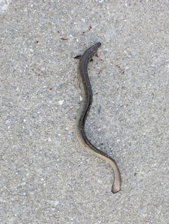 マアナゴの釣果