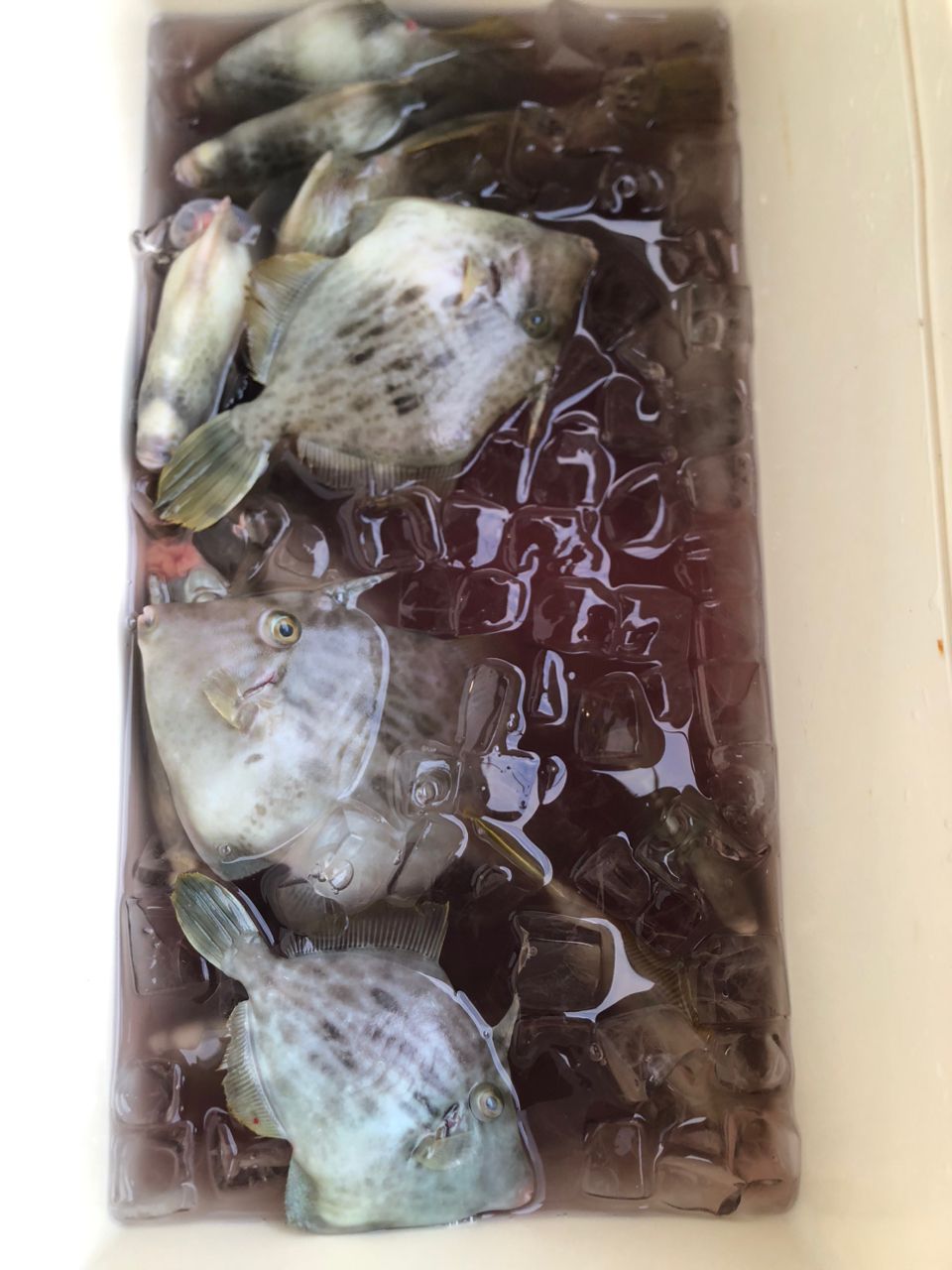 くずっちさんの釣果 1枚目の画像