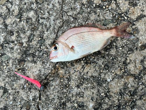 チャリコの釣果