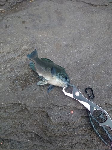 三ツ石（真鶴）