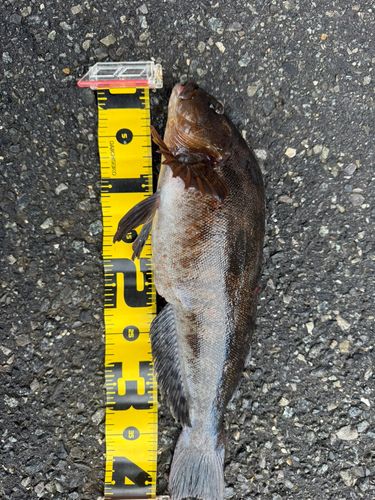 アイナメの釣果