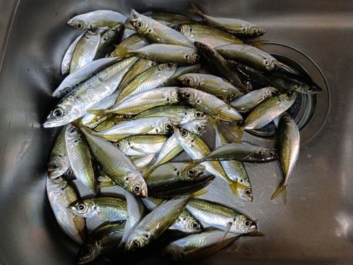 マアジの釣果