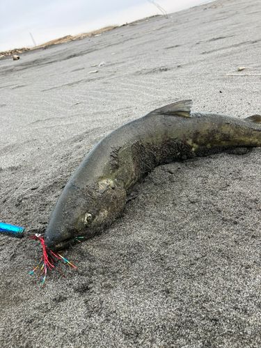 アキアジの釣果