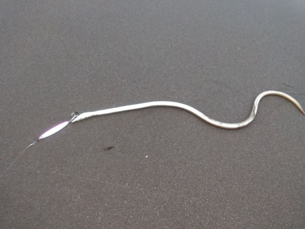 ダイナンウミヘビ