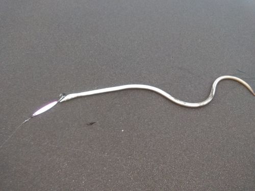 ダイナンウミヘビの釣果